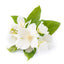 Jasmine