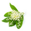 Lily of the Valley