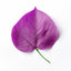 Violet Leaf